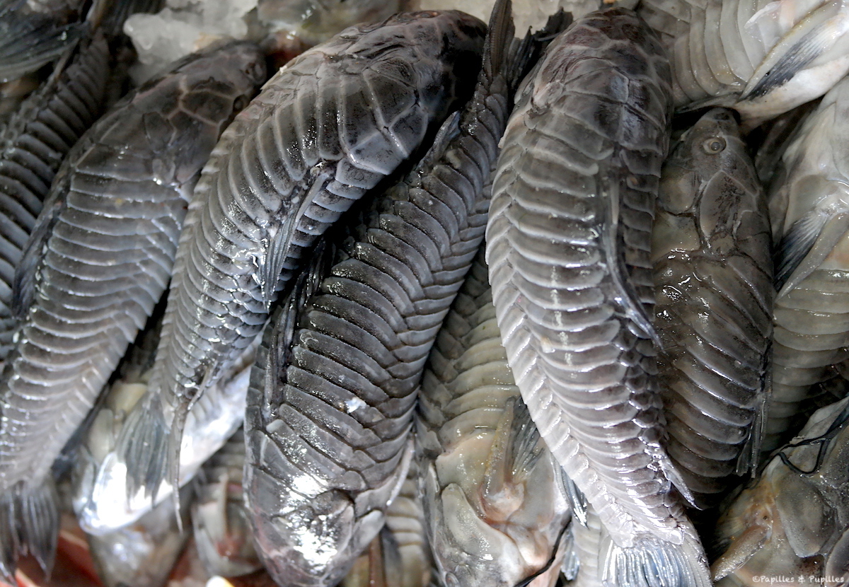 Poissonneries en Guyane